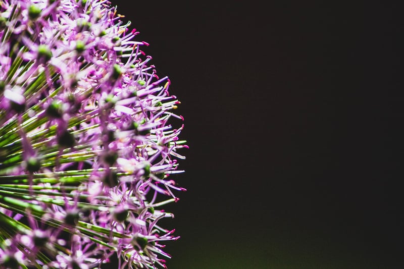 Indulgent Delicacies